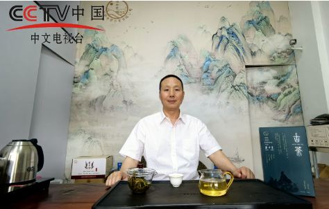 探秘云南古树茶秘境，“滇中寨”品牌 引领品质新高度