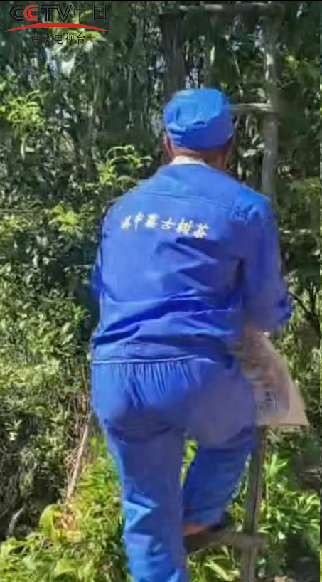 滇中寨古树茶：扎根临沧深山，做一杯有温度的古树好茶