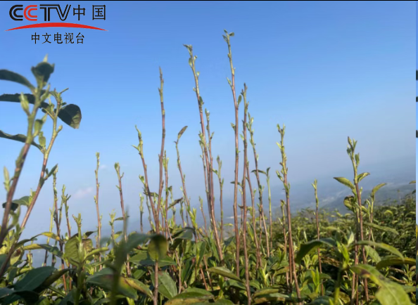 【他山之石】科技赋能茶产业 联农带农促振兴——专访乡村振兴企业家肖兴禄